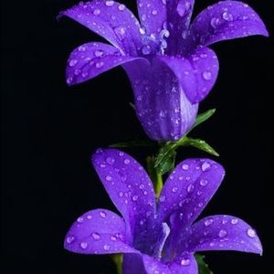 Meet your Posher, Cali